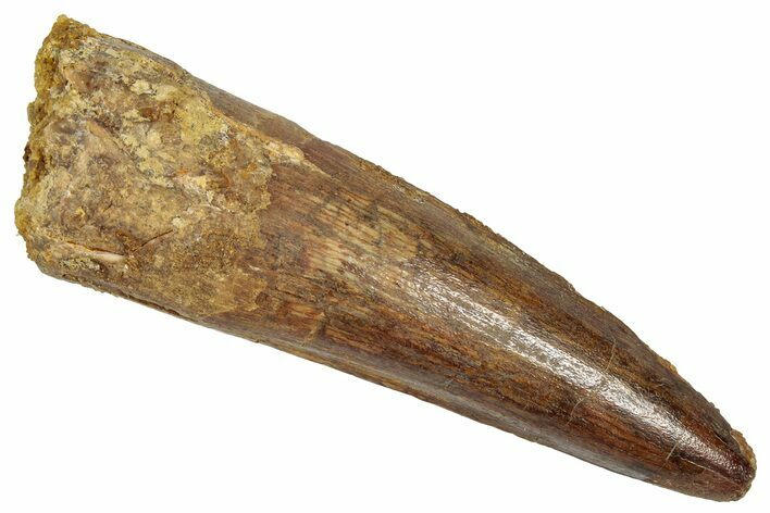 Fossil Spinosaurus Tooth - Real Dinosaur Tooth #331365